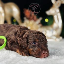 Green boy - Brown male Bernedoodle puppy in Waukesha, Wisconsin from Bernedoodle Boutique (and Cavapoos)