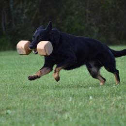 German Shepherds from Maska Honi Working German Shepherds