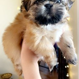Chase - Liver male Shih Tzu puppy in Valley Mills, Texas from Busch Pups