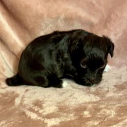 Mocha - Chocolate female Havanese puppy in Maryville, Missouri from Dreamworks Havanese
