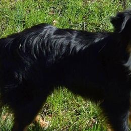 Miniature Australian Shepherds and Toy Australian Shepherds from No Matter Farm