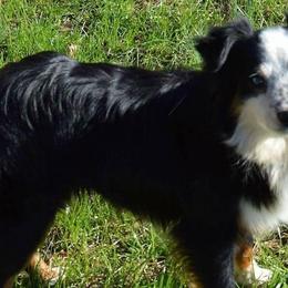 Miniature Australian Shepherds and Toy Australian Shepherds from No Matter Farm