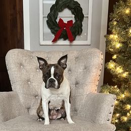 Saige - Boston Terrier