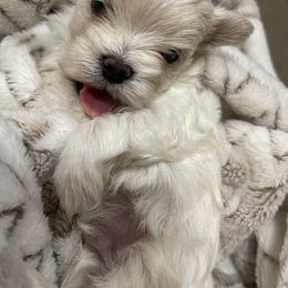 Maltese, Miniature Schnauzer, and Yorkshire Terrier Puppies from Sassy Yorkie , Mini Schnauzers , Maltese Love of Alabama