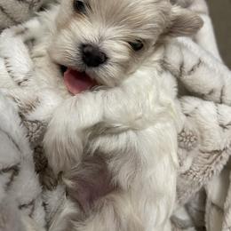 Maltese, Miniature Schnauzer, and Yorkshire Terrier Puppies from Sassy Yorkie , Mini Schnauzers , Maltese Love of Alabama