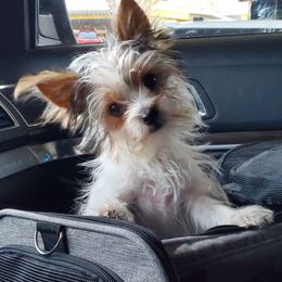 Shetland Sheepdogs and Yorkshire Terriers from Ioney's Southern Paws Shelties, Frenchies, and Yorkies