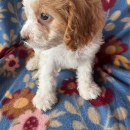 Axel - Blenheim male Cavapoo puppy in Howe, Oklahoma from Cuddly Cavapoos