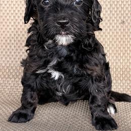 Flowers - Black female Goldendoodle puppy in Point, Texas from Tiny Paws Goldendoodles