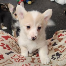 Spicy - Fawn merle female American Corgi puppy in Dunbar, Nebraska from Vintage Corgis