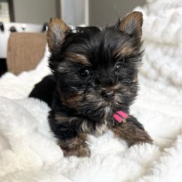 Trixie - Black and tan female Yorkshire Terrier puppy in California from All Star Yorkies