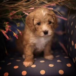 Australian Labradoodle Puppies from Majestic Labradoodles
