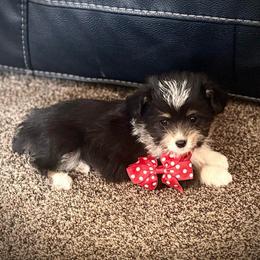 Girl 2 - Black and tan female Corgipoo puppy in Junction, Utah from Sugar Doodles