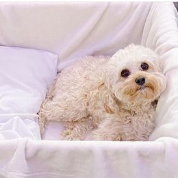 Cavapoos from Southern Cavapoos