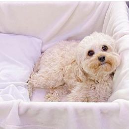 Cavapoos from Southern Cavapoos
