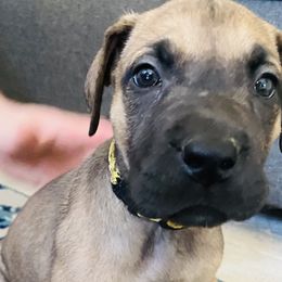 Girl 1 - Great Dane puppy in Dundee, Michigan from Weslow AKC Danes