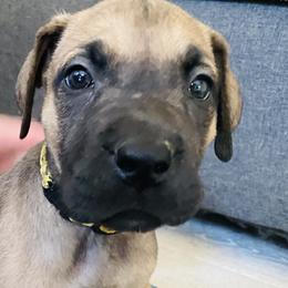 Girl 1 - Great Dane puppy in Dundee, Michigan from Weslow AKC Danes