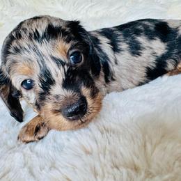 FRECKLES - Dapple female Dachshund puppy in Holtwood, Pennsylvania from Holly Hill Dachshunds