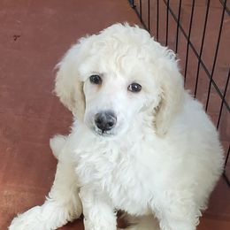 Poodle Puppies from Lavender's Stunning Standards