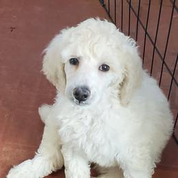 Poodle Puppies from Lavender's Stunning Standards