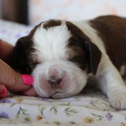 Tulip - Tri-Roan female English Springer Spaniel puppy in Winfield, Tennessee from Murphy Farms and Springers