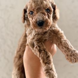 RipCurl - male Goldendoodle puppy in Daytona Beach, Florida from Beach Doodles