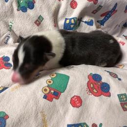 Boy 1 - male Scottish Collie puppy in Newcastle, Wyoming from Sundance Scottish-Colleys