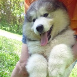 Alaskan Malamutes from Wayeh Alaskan Malamutes