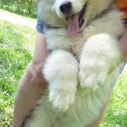 Alaskan Malamutes from Wayeh Alaskan Malamutes