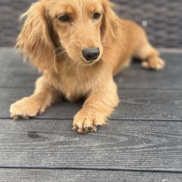 Penny - Red female Dachshund puppy in Chouteau, Oklahoma from Twisted H Dachshunds