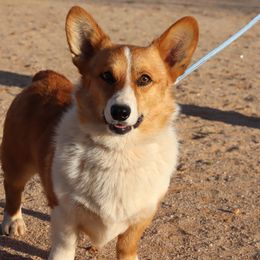Australian Cattle Dogs, Australian Shepherds, Miniature Australian Shepherds, and Pembroke Welsh Corgis from Soqui Ortiz Cattle Ranch