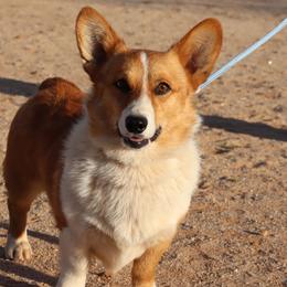 Australian Cattle Dogs, Australian Shepherds, Miniature Australian Shepherds, and Pembroke Welsh Corgis from Soqui Ortiz Cattle Ranch