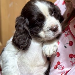 Snickers - Liver and white male English Springer Spaniel puppy in Coeur D'alene, Idaho from Springer Hollow