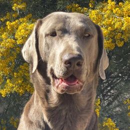 Maya - Labrador Retriever