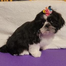 Nala - Black and white female Shih Tzu puppy in Parma, Ohio from D's DeVine Shih-Tzu