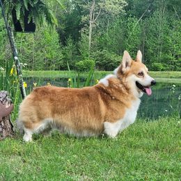 Sean - Pembroke Welsh Corgi