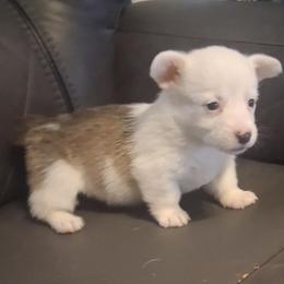 Noel - White and red female Pembroke Welsh Corgi puppy in Hillsville, Virginia from Bonderosa Kennels