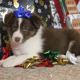 Pepsi - Red male Border Collie puppy in Richmond, Maine from Lil Maine Border Collies
