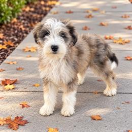 Treat - Chocolate merle female Bernedoodle puppy in Springville, Utah from Oodles of Bernedoodles