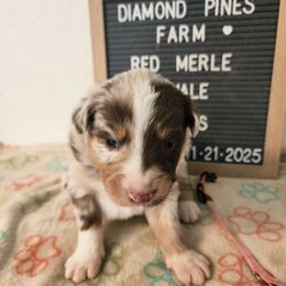 Coral - Red merle female Australian Shepherd puppy in Camp Verde, Arizona from Diamond Pines Farm