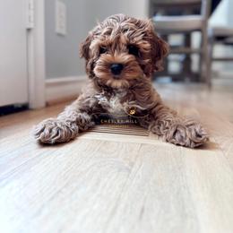 Cockapoo Puppies from Chesley Hill Cockapoos