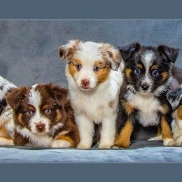 Miniature Australian Shepherd Puppies from Royal Aussies of Virginia
