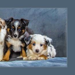 Miniature Australian Shepherd Puppies from Royal Aussies of Virginia