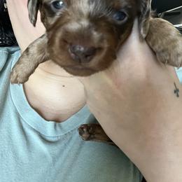 Dachshund Puppies from Honey Creek Doxies