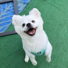 Pomeranians from Puppy Love Heaven
