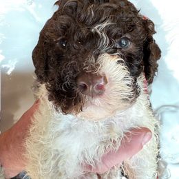 Blitzen - Lagotto Romagnolo puppy from Premier Truffles