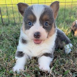 Jolene - Blue female Pembroke Welsh Corgi puppy in Beggs, Oklahoma from Blue Diamond Corgi’s