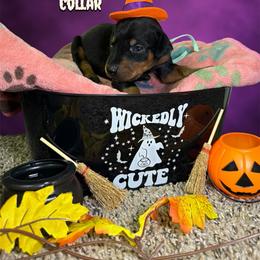 Mint Collar - Black and rust female Doberman Pinscher puppy in Canton, Ohio from Aaliyah’s Dobies