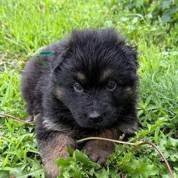 Green male - Black and red male German Shepherd puppy in Herrick, South Dakota from Dakota Shepherds Kennels