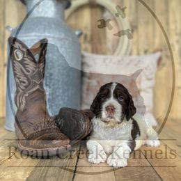 Conway Twitty - Liver white and tan male English Springer Spaniel puppy in Henderson County, North Carolina from Roan Creek Kennels