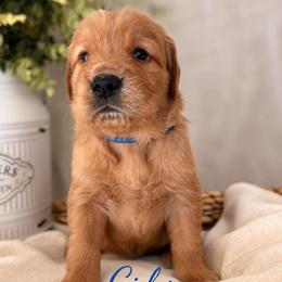 Cider - Golden male Golden Retriever puppy in San Bernardino, California from Thegoldendreams1